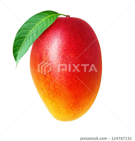 Mango illustration realistic white background Mango illustration realistic white background 124787132