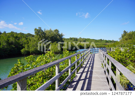 Mangrove forest walkway 124787177
