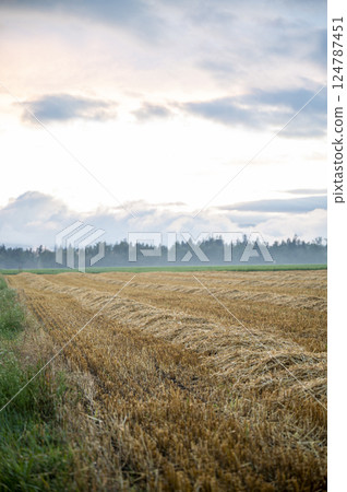 Harvested wheat field at dusk 124787451