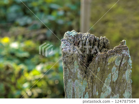 erosion in wood 124787504
