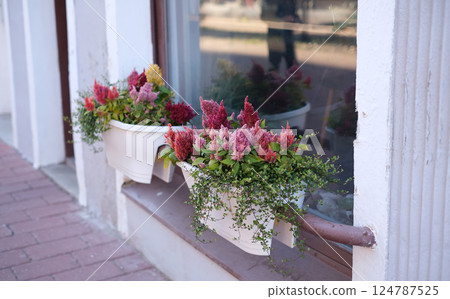 Colorful ornamental flowers in white pots decorate the windowsill of a building on a quiet street 124787525