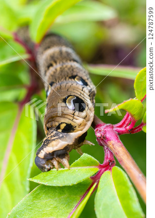 Close Up Macro Shot of an Elephant Hawk Moth Caterpillar Feeding on a Leaf 124787599