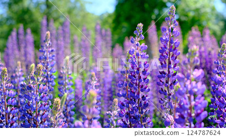 A vibrant field of blooming lupines captured on a sunny spring day. A vibrant field of blooming lupines captured on a sunny spring day. 124787624