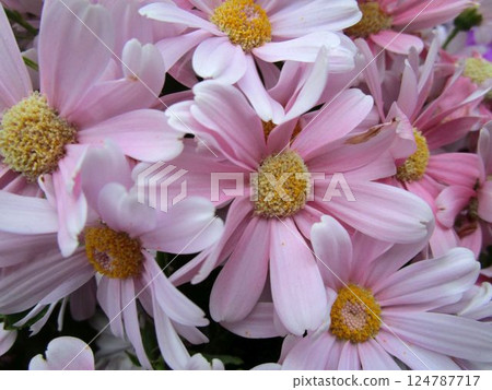 粉紅色瓜葉菊花的特寫 粉紅色瓜葉菊花的特寫 124787717