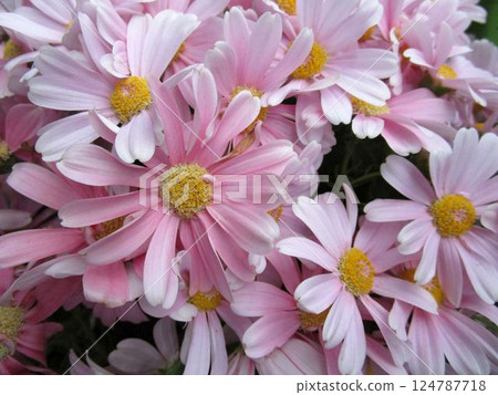 粉紅色瓜葉菊花的特寫 124787718