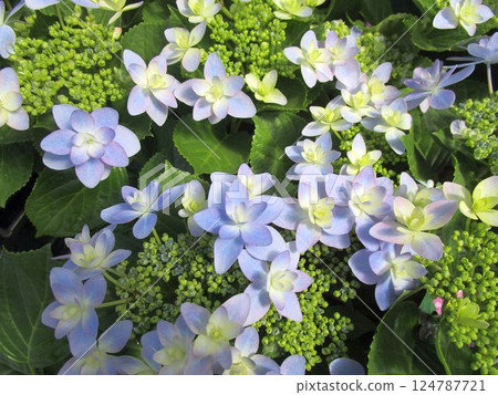 巨大的繡球花 124787721