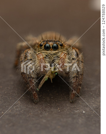 Nekohaetori 124788029