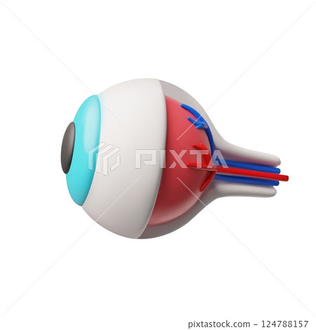 3D realistic anatomical vector model of human eye organ, eyeball healthy visual system internal organ, ophthalmology 124788157