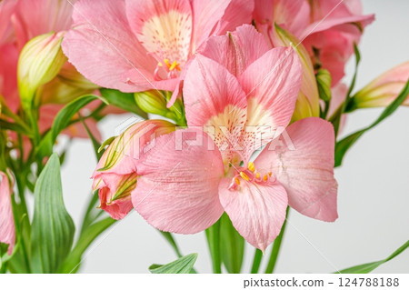pink alstroemeria flower, Lily of the Incas, in vase on isolated white background pink alstroemeria flower, Lily of the Incas, in vase on isolated white background 124788188