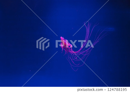 underwater photos of jellyfish chrysaora pacifica jellyfish japanese sea nettle underwater photos of jellyfish chrysaora pacifica jellyfish japanese sea nettle 124788195