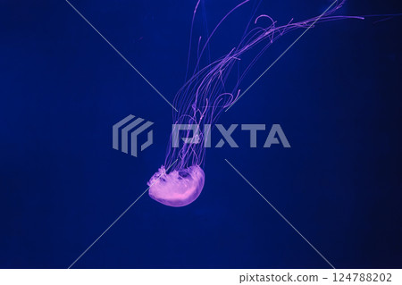 underwater photos of jellyfish chrysaora quinquecirrha jellyfish the atlantic sea nettle 124788202
