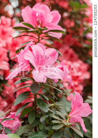 Beautiful blooming pink Azalea bushes 124788203