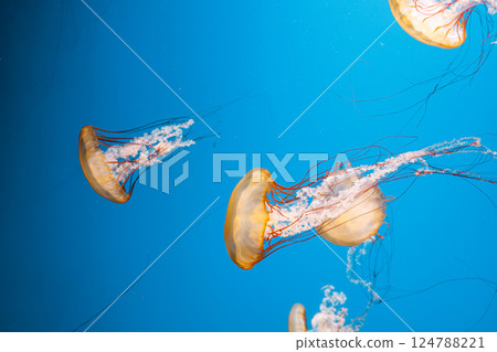 underwater photography jellyfish Chrysaora fuscescens, Pacific sea nettle, West Coast sea nettle 124788221