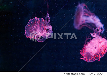 underwater photography jellyfish chrysaora melanaster, Northern Sea Nettle or brown jellyfish 124788223