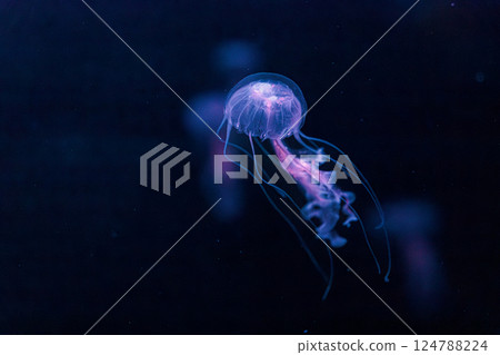 underwater photography jellyfish Chrysaora lactea, Milk Sea Nettle 124788224