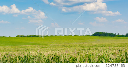 Corn field with ripe corn and blue sky with white clouds. Corn field with ripe corn and blue sky with white clouds. 124788463