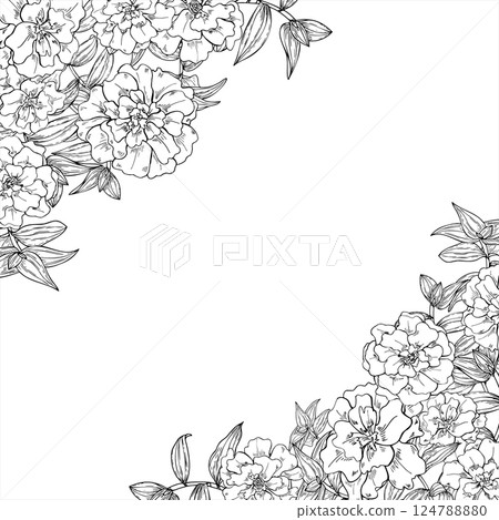 Marigold flower heads, tradescantia leaves line art vector square frame with empty space for text. Blooming flowers black ink sketch. Floral border for garden themed design, herbal product packaging. 124788880
