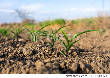 Young corn plants growing on the field 124789071