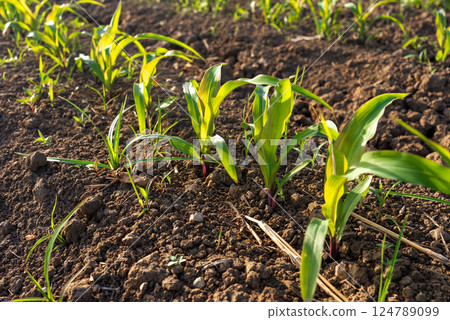 Young corn plants growing in cultivated agricultural field. Young corn plants growing in cultivated agricultural field. 124789099