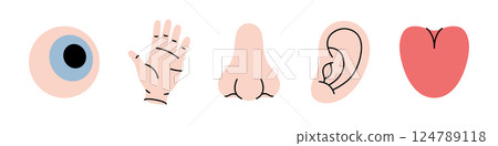 Five human senses. Vision, smell, hearing, touch, taste. Eye, hand, nose, ear, tongue illustration. 124789118