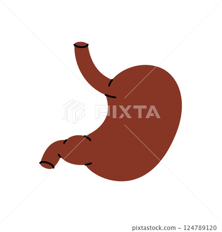 Stomach. Human internal organ. Vector illustration. 124789120