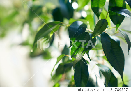 Colorful foliage of Ficus Benjamin in close-up. Growing indoor plants in pots, green home decor, on a blurred background of leaves. High quality photo Colorful foliage of Ficus Benjamin in close-up. Growing indoor plants in pots, green home decor, on a blurred background of leaves. High quality photo 124789257