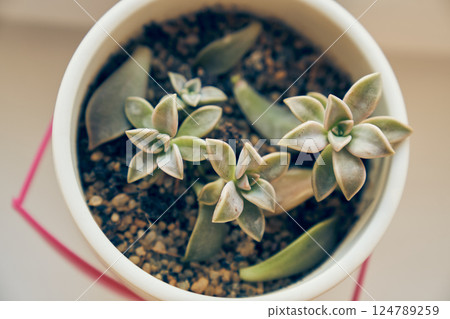 Paraguayan graptopetalum in a modern round pot close-up. The concept of growing in pots. Landscaping of the house. High quality photo Paraguayan graptopetalum in a modern round pot close-up. The concept of growing in pots. Landscaping of the house. High quality photo 124789259
