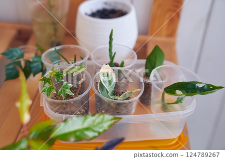 Rooting of layers in water and in vermiculite. Hedera helix variegata, Japanese birch bark and monstera monkey mask plants. The concept of home gardening and spring plant care. High quality photo Rooting of layers in water and in vermiculite. Hedera helix variegata, Japanese birch bark and monstera monkey mask plants. The concept of home gardening and spring plant care. High quality photo 124789267