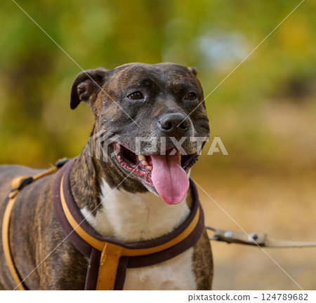 Dog American pit bull terrier stands in the autumn park and looks at the camera. Tongue sticking out of the mouth Dog American pit bull terrier stands in the autumn park and looks at the camera. Tongue sticking out of the mouth 124789682