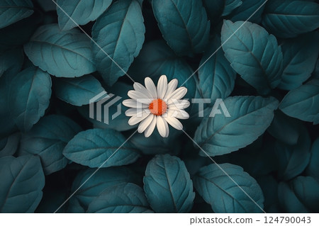 White daisy blooming among vibrant green and orange leaves in a natural setting 124790043