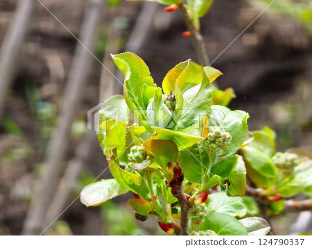 Close-up of a branch of chokeberry with several leaves emerging in early spring 124790337