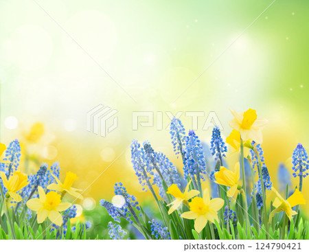 Spring bluebells and daffodils 124790421
