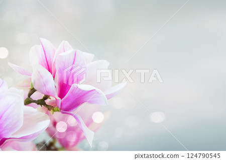 Blossoming pink magnolia Flowers Blossoming pink magnolia Flowers 124790545