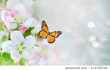 Apple tree blossom Apple tree blossom 124790546