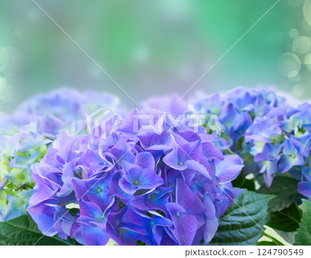 border of blue hortensia flowers 124790549