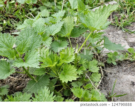 Urtica dioica or stinging nettle, in the garden. Stinging nettle, a medicinal plant that is used as bleeding, diuretic, stinging, wound healing, antirheumatic agent. Urtica dioica or stinging nettle, in the garden. Stinging nettle, a medicinal plant that is used as bleeding, diuretic, stinging, wound healing, antirheumatic agent. 124790888