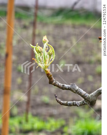The curled flower buds of the fruit tree before flowering. Pear branches with small spring leaves. The curled flower buds of the fruit tree before flowering. Pear branches with small spring leaves. 124791534