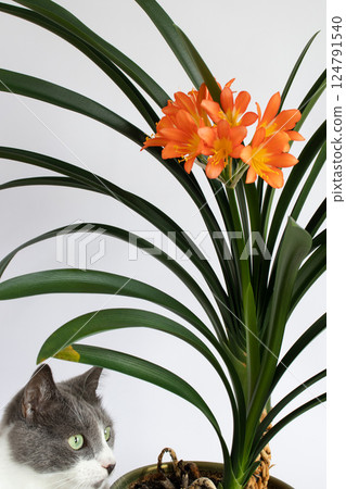 Cat sitting near Clivia house plant with orange flowers. Cat sitting near Clivia house plant with orange flowers. 124791540