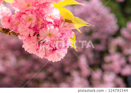 cherry blossom in spring. sunny morning. blurred sakura garden background 124791544