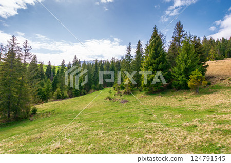 mountain landscape with forest in spring. natural environment. trees in the green valley on a sunny day. beautiful nature background. outdoor adventure 124791545