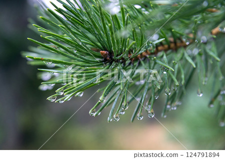 pine branch close up in summer with raindrops and dew 124791894