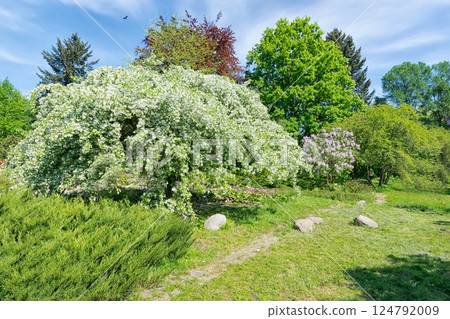 park with flowering trees, stones and a path park with flowering trees, stones and a path 124792009