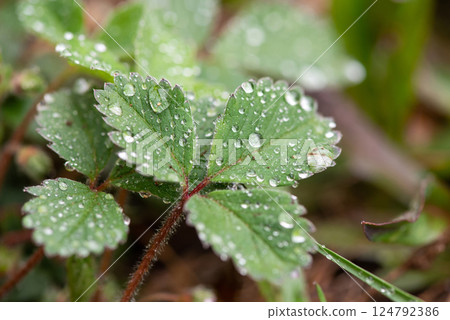 Beautiful large drop morning dew in nature, selective focus. Drops of clean transparent water on leaves. Sun glare in drop. Image in green tones. Spring summer natural background. 124792386