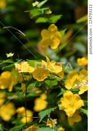 Yamaboki flowers Yamaboki flowers 124793212