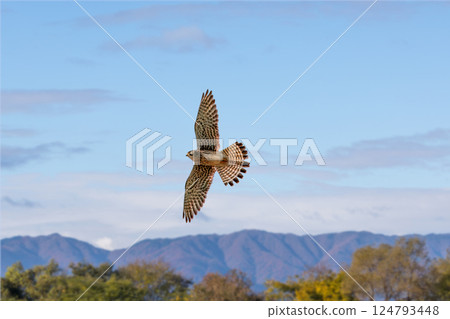 A kestrel soaring against the backdrop of mountains 124793448