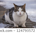 Mongrel cat named Bublik on his first spring walk. 124793572