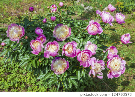 Peony pink and white lush flowering bush. 124793573