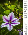 Clematis flower, corolla, petals, stamens and pistil of the plant. 124793574