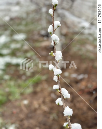 Vertical branch with sprouting buds covered in snow due to unexpected spring freeze Vertical branch with sprouting buds covered in snow due to unexpected spring freeze 124793606