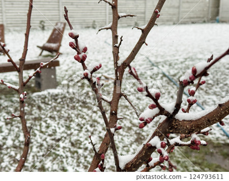 Multiple tree branches with bright red buds covered in snow during an abnormal spring snowfall Multiple tree branches with bright red buds covered in snow during an abnormal spring snowfall 124793611